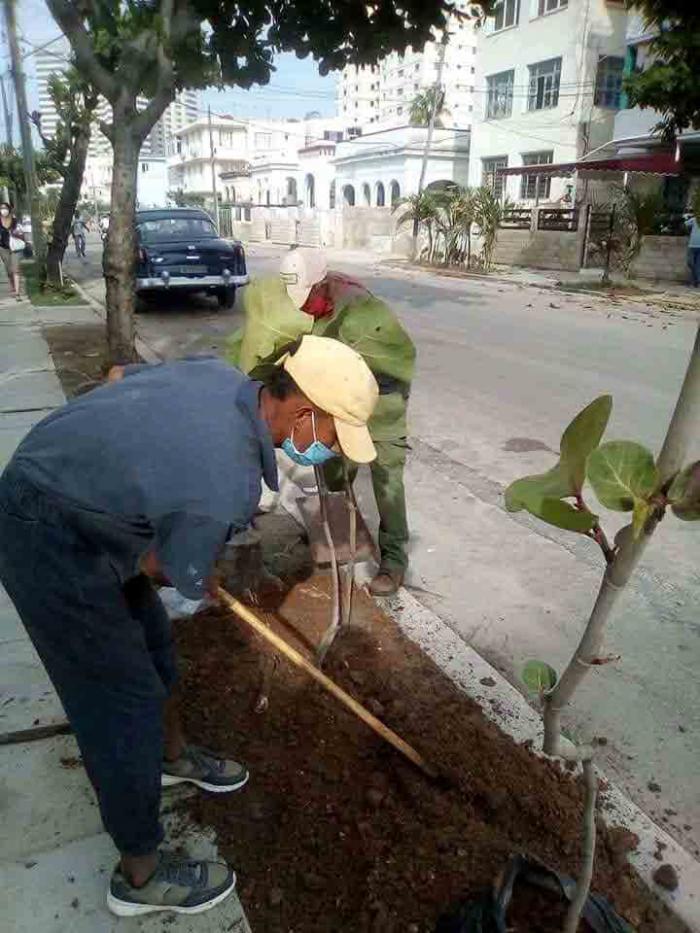 Reciente reforestación, a propósito del Día del Árbol y del Trabajador Forestal.