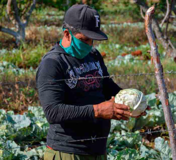Hombre en la agricultura