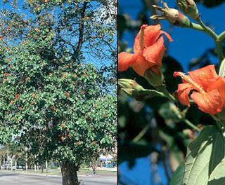 La majagua, un árbol mágico