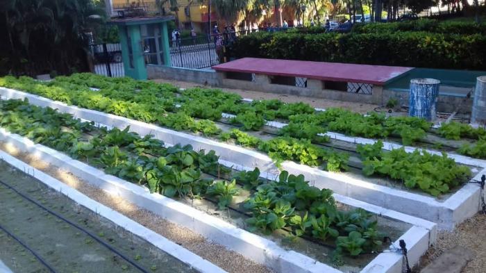 Rescatado organopónico del Ministerio de la Agricultura.
