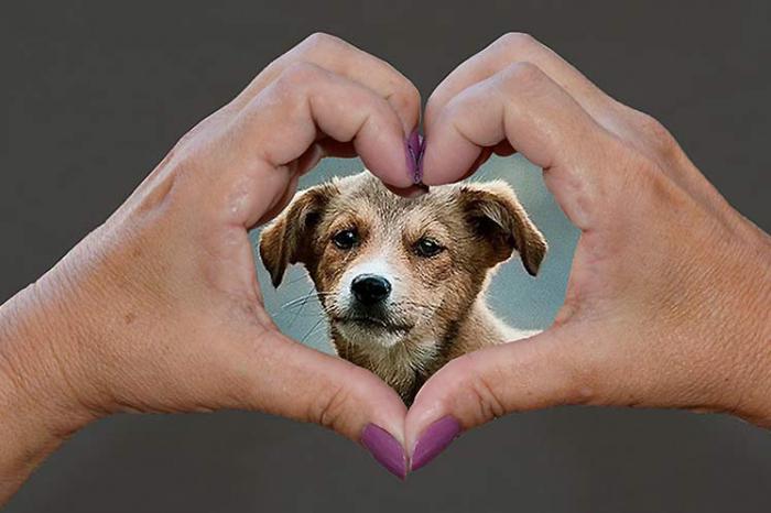Un perro en el centro de un corazón formado por dos manos