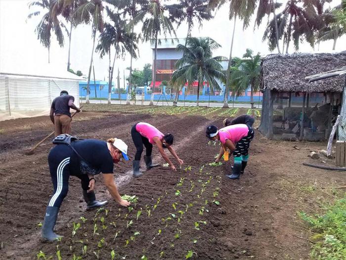 Organopónicos y áreas de cultivo habaneras, convocadas a incrementar siembras en esta etapa.