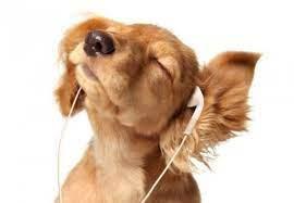 Los animales sí disfrutan la música
