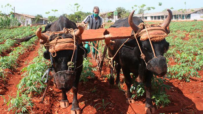 Un campesino en el campo con una carreta tirada por dos bueyes
