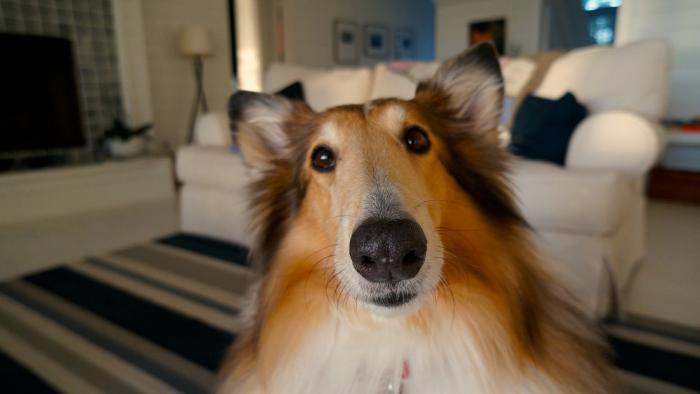 ¿Por qué muchos perros ladean la cabeza?