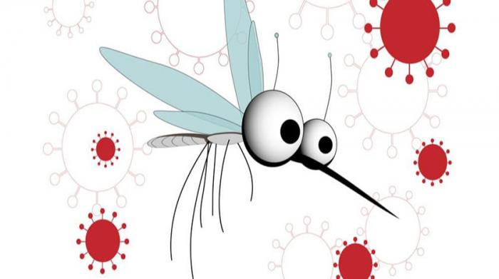 Mosquito