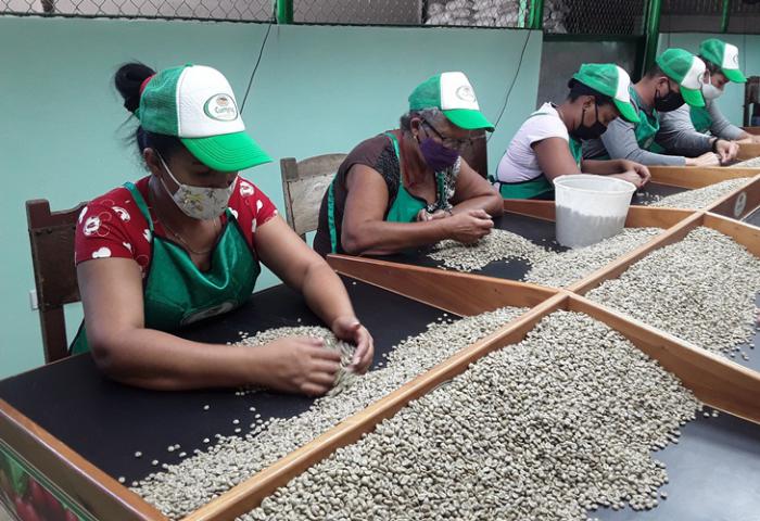 Aseguran producción y distribución del café mezclado