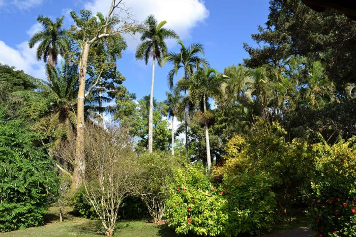 Obras que ejecutan en el Jardín Botánico de Nacional