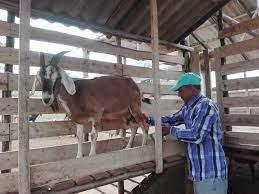 Estimulan en la capital proyecto para producción de leche de cabra