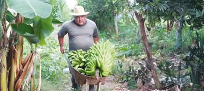 En la Jibacoa se emplean diversos subsistemas como la conservación de semillas, frutales, viandas y hortalizas.