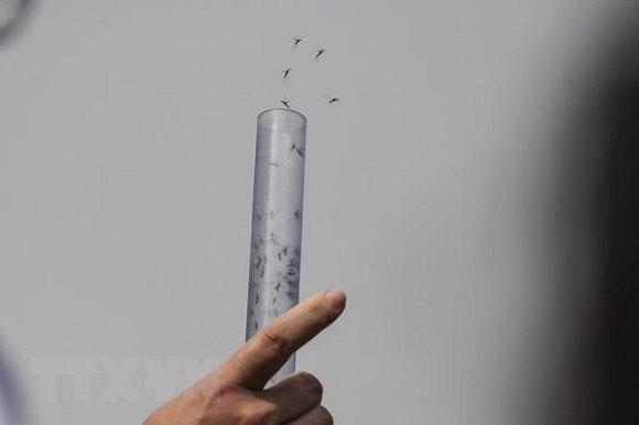 Una vez irradiados con rayos Gamma o rayos X, los mosquitos esterilizados quedan incapacitados para producir descendencia. 