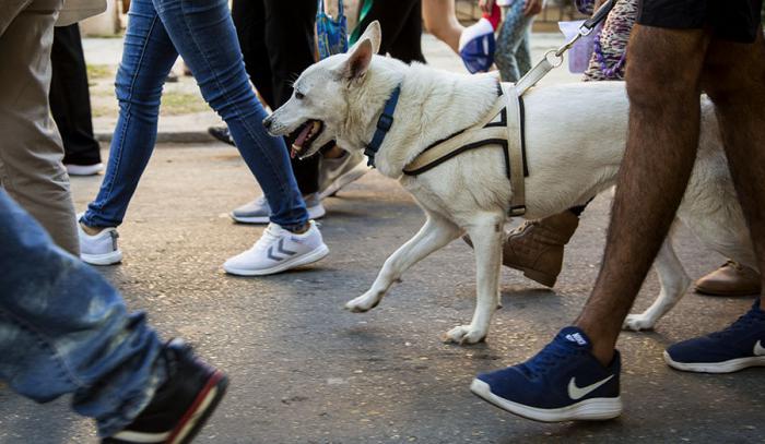 La voluntad de garantizar el bienestar animal en Cuba