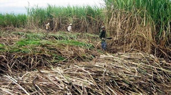 Machetero en un campo de caña de azúcar