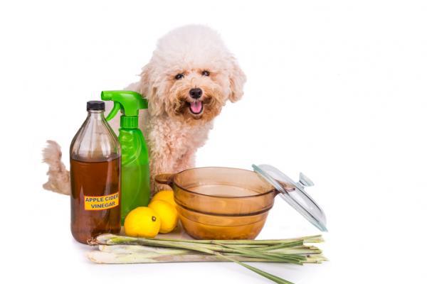 Ayudemos a nuestras mascotas con remedios caseros