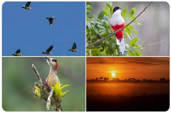 Imágenes de aves de Cuba