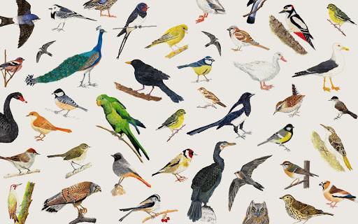 catálogo de especies antiguas de aves cubanas