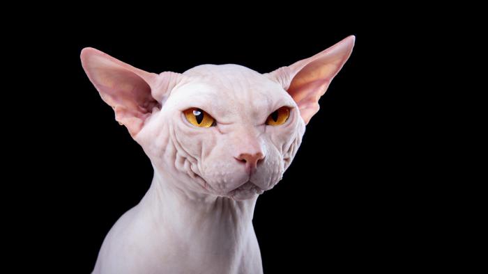 ¿Gatos 100 % hipoalergénicos?