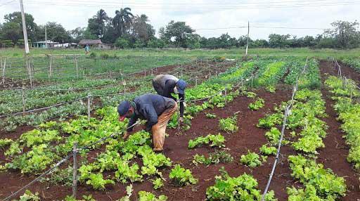Cumpliendo con la Constitución