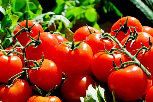 El tomate: hortaliza mágica