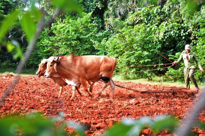Reportaje con el campesino Pedro Valdés Pérez, en su finca de doble excelencia nacional.