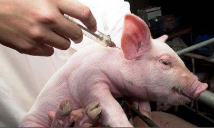 Otorgan premio a vacuna cubana contra virus de la peste porcina