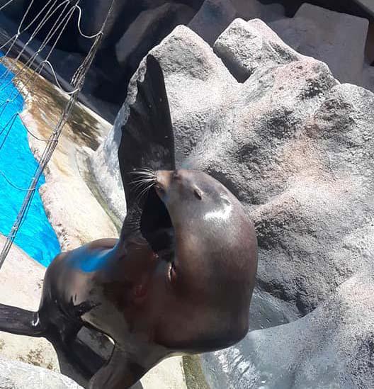 Lobo marino