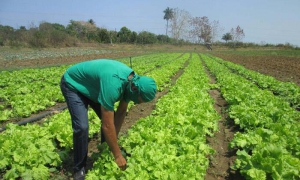 Agricultura urbana