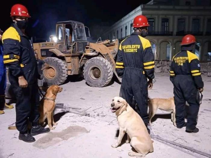 Más que mascotas y amigos: aliados por la vida