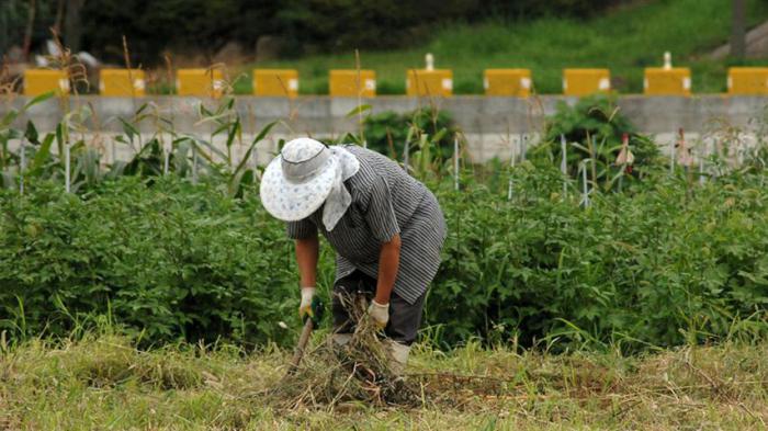 Celebra Cuba el Día del campesino