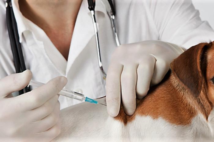 Leptospirosis y otras zoonosis de importancia