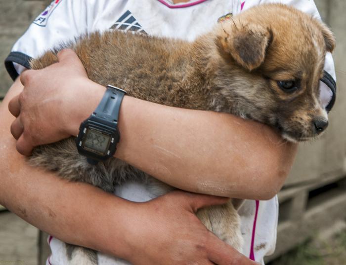 Promover el amor, el cuidado y protección de los animales será el eje central del evento.