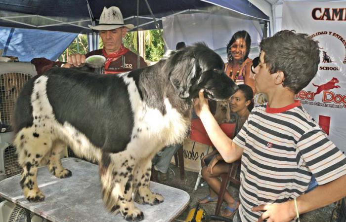 Exposición canina
