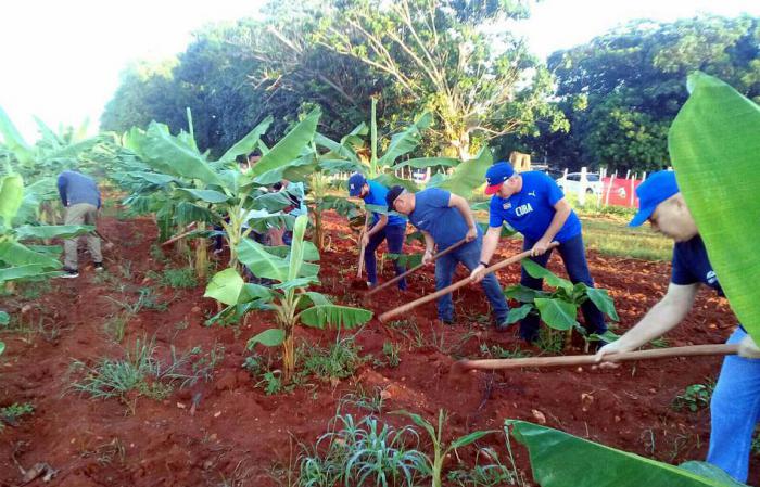 Díaz-Canel en labores agrícolas
