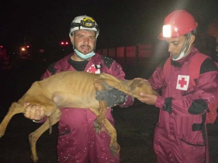 Perro rescatado por la Cruz Roja de Cuba, se encontraba amarrado en la zona afectada por el incendio