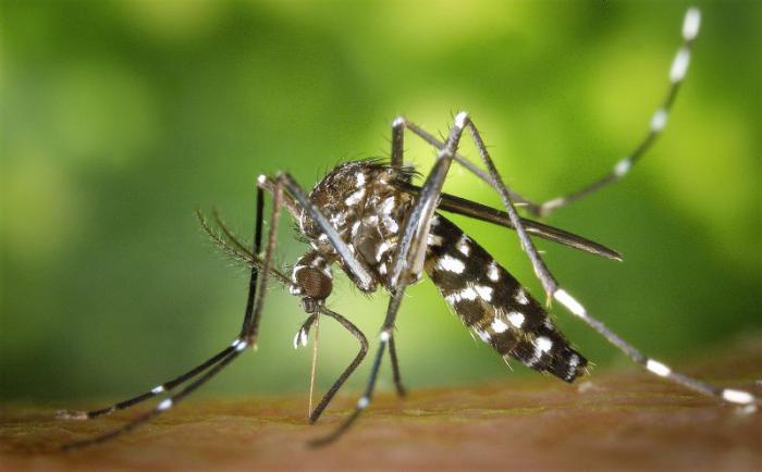 Mosquito aedes aegypti