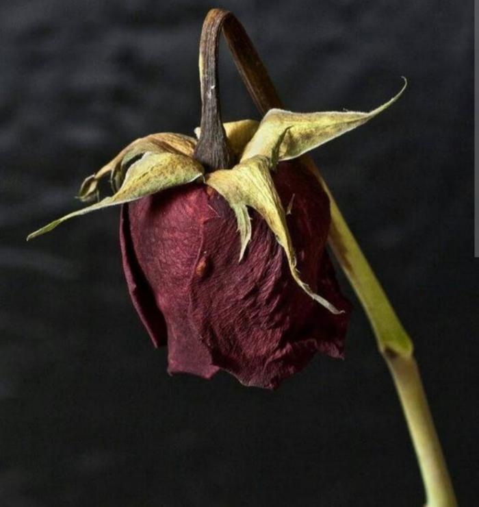 Flor marchitándose