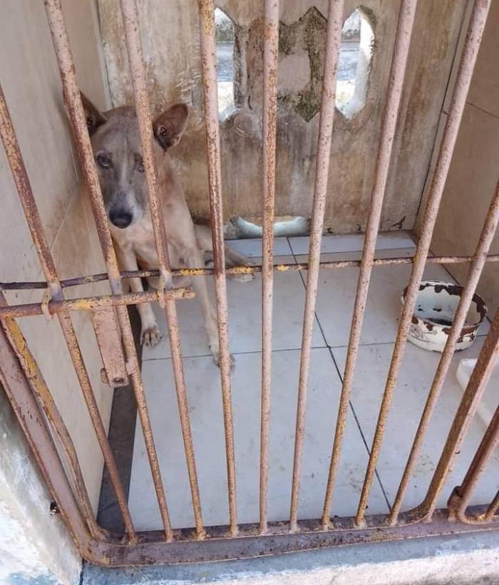Perro en tratamiento