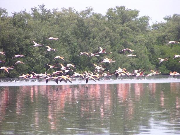 Aves migratorias en Cuba