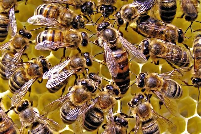 Abejas