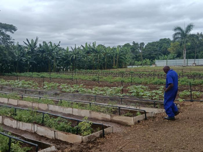 Campesino en el campo