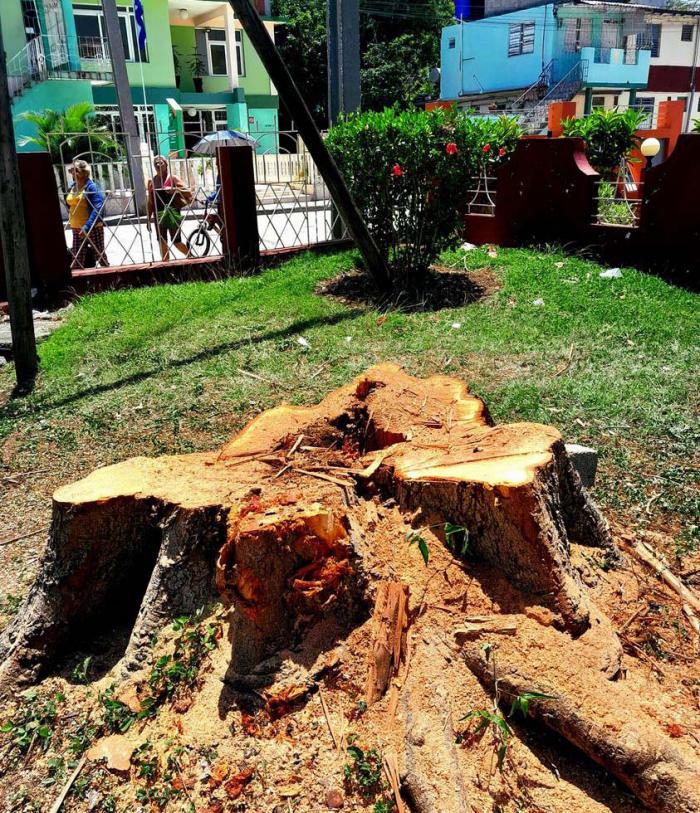 Poda de árbol 