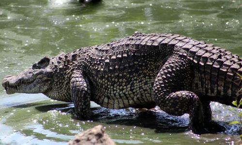Cocodrilo rhombifer, animal endémico de Cuba