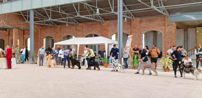 Exposición internacional en La Habana de perros de todas las razas