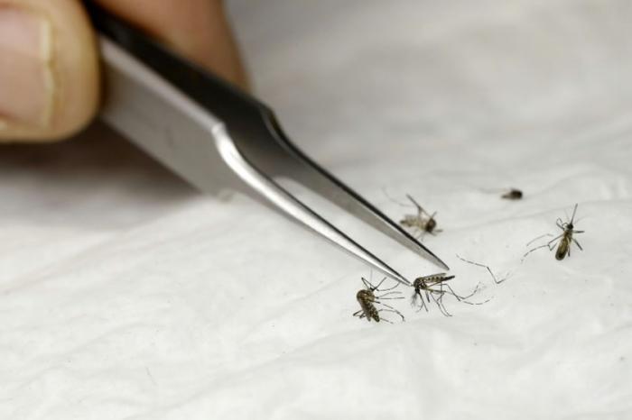 Mosquitos