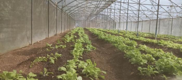 Agricultura Habana
