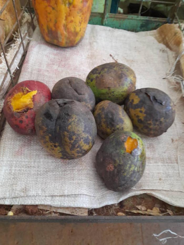 Mango en venta por trabajador por cuenta propia
