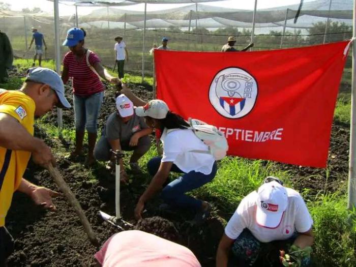 Movilización cederista en La Habana en la producción de alimentos