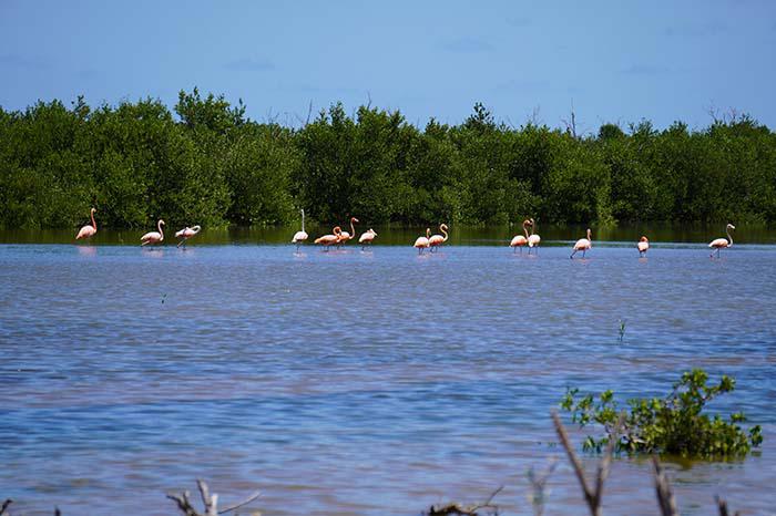Flamencos habitan área rehabilitada por proyecto internacional en Ciego de Ávila