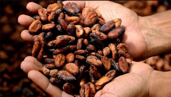 Granos de cacao en las manos