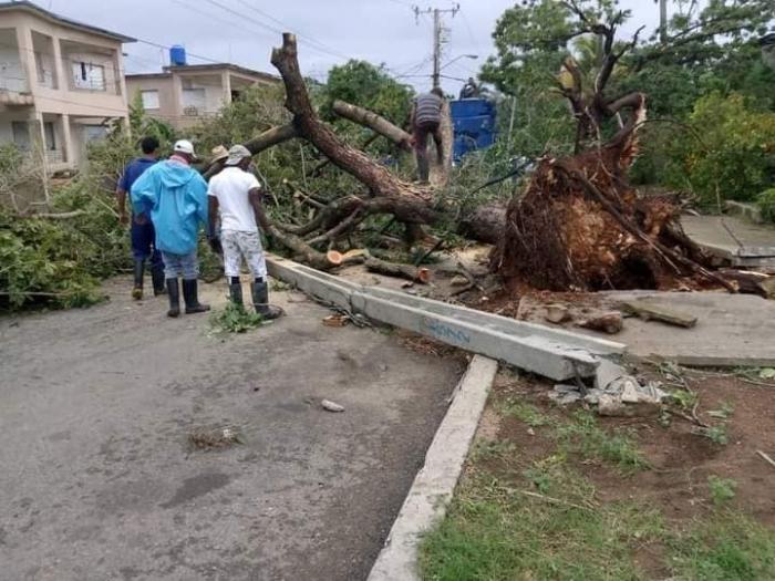 Un árbol caído y personas recogiendo